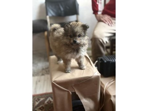 Pomeranian erkek yavru