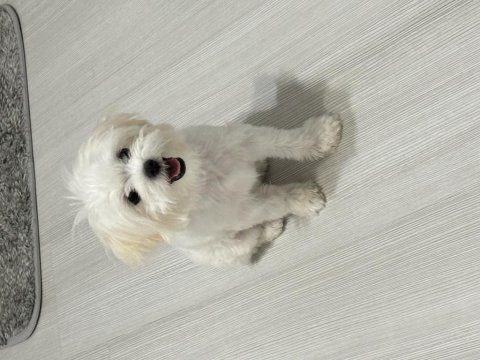 Dişi ve erkek maltese terrier kore kan 1 numara