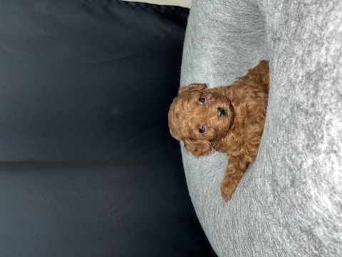 Kore poodle