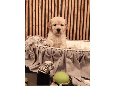 Baby face safkan golden retriever yavruları