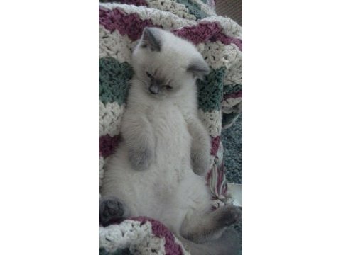 Acil son iki bebek british shorthair
