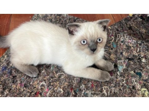 Scottish fold minnaklar