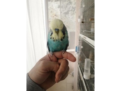 Üst vasıf sarı surat show jumbo muhabbet kuşu