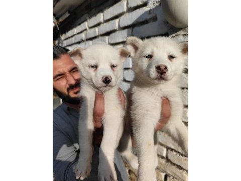 A kalite orijinal husky sibirya yavrular