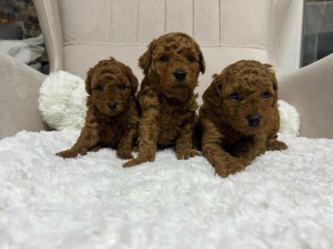 Muhteşem tüy yapısına sahip kore poodle yavrularımız