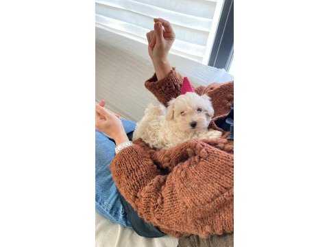 Eşsiz bir maltipoo deneyim için bizi aramadan karar vermeyin
