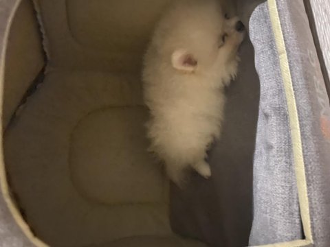 Pomeranian boo