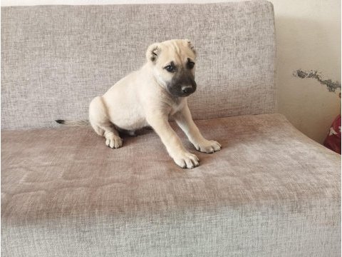 Üst düzey bir dişi bir erkek kangal yavrular