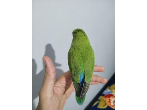 1 yaşında erkek sevda papağanı