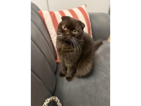 Erkek scottish fold kedime dişi kedi arıyoruz