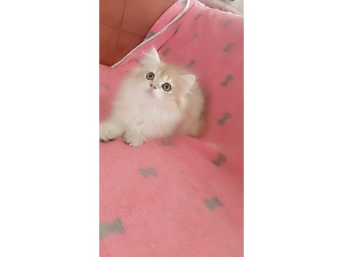 Full şecereli ny 12 dişi british longhair