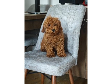 A kalite toy poodle kızımız