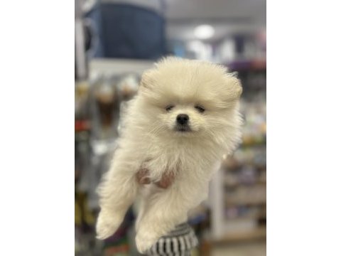 Dünya güzeli pomeranian boolar