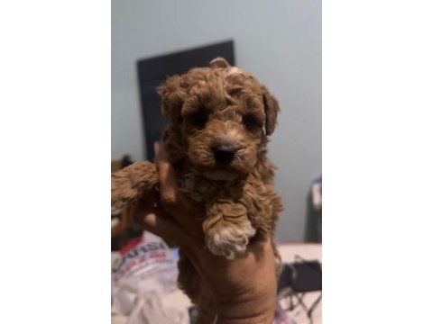 Orjinal maltipoo yavrular