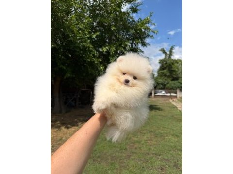 Orjinal pomeranian boo