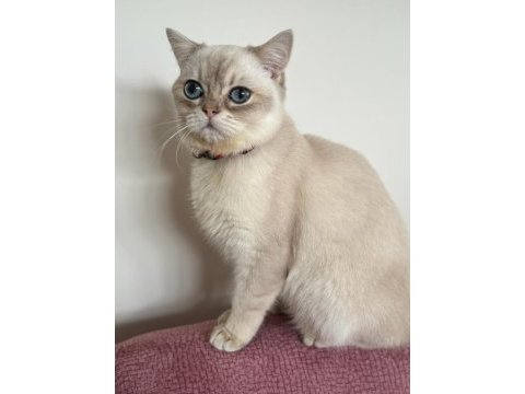 British shorthair kedilerim