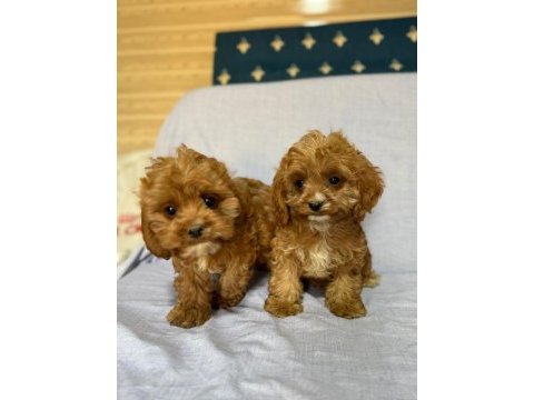 Cavapoo köpekler