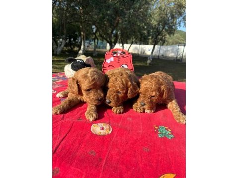 Poodle bebekler