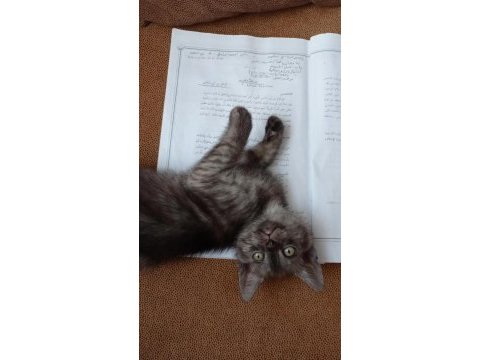 British shorthair yavrular ömürlük yuvalarına gitmeye hazır