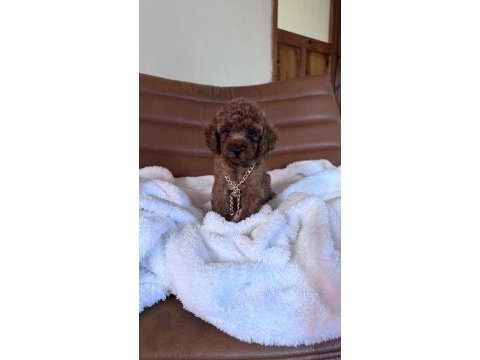 Irk ve sağlık garantili kore poodle bebekler