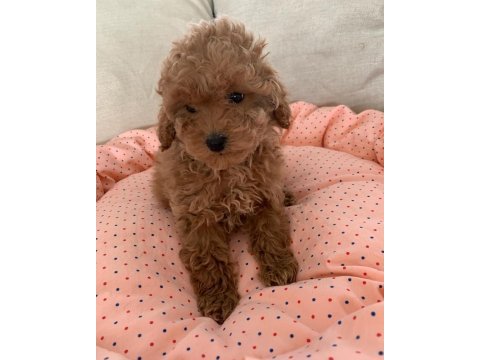 Toy poodle yavruları