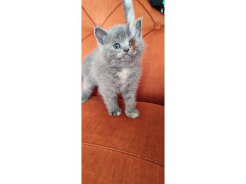 Son prenses sultan papağanı