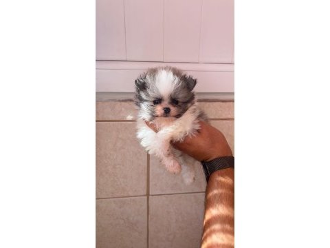 Kg garantili cep boy pomeranian yavrular max 2 kg
