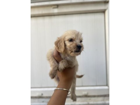 Antalya cockapoo