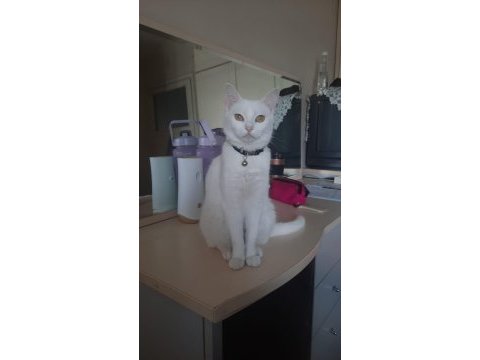 Dişi british shorthair kısır değil