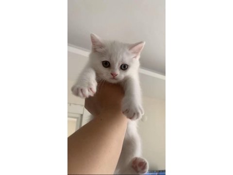 Acil uygun puanlı dişi british shorthair yavru
