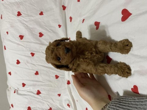 Toy poodle erkek dişi yavrularımız teslime hazır