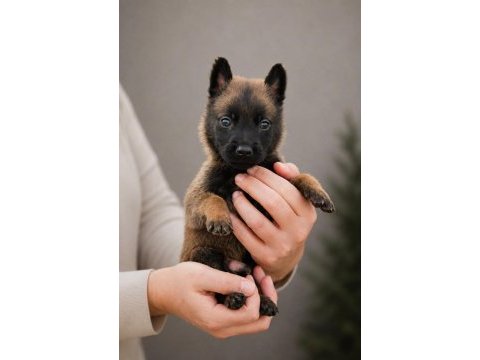 Belçika malinois erkek dişi yavrular