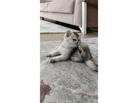 British shorthair silver renk