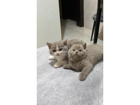 Irk garantili british shorthair bebeklerimiz