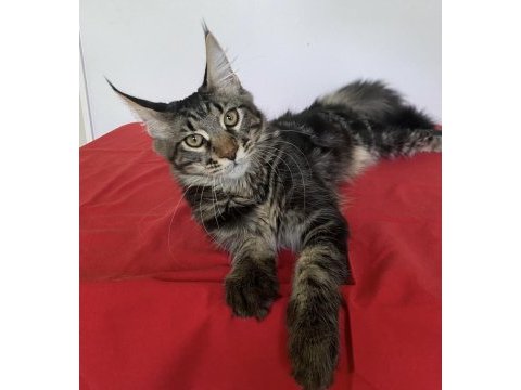 Xxxl maine coon erkek black tabby