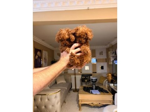Micro teacup poodle