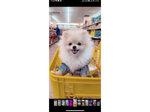 Pomeranian boo