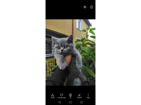 Safkan british shorthair yavrularımız