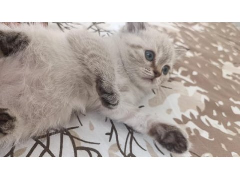 British shorthair yavru 1 mayıs doğumlu