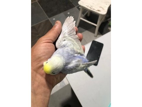 Mor rainbow muhabbet kuşu yavrular