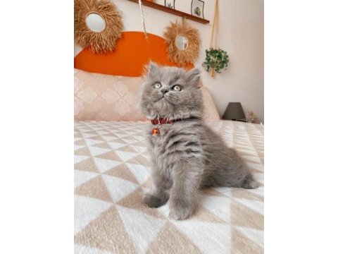 Minik british longhair yavrular ailelerini bekliyor