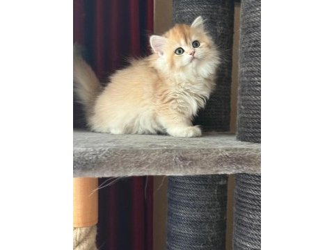Show kalite soyu belli british longhair golden yavru