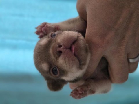 New shade rojo and tan dişi french bulldog yavrumuz izmir