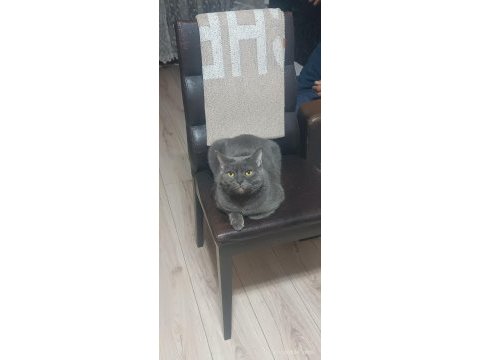 British shorthair paticikler