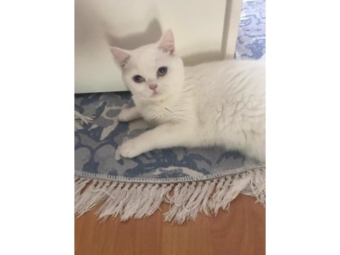 2 yaşında eğitimli terbiyeli british shorthair