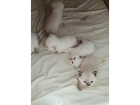 Bu british shorthair güzellere gerçek bakacak kişiler