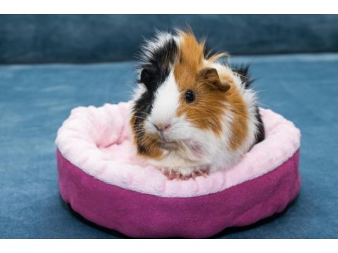 Bebek guinea pigler full evcil