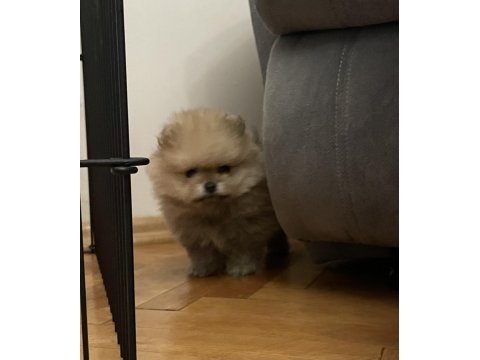 2 aylık orjinal pomeranian boo