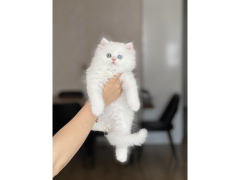 Mükkemmel kalitede british longhair yavrum