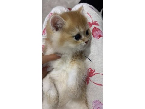 2 aylık erkek british shorthair yavru